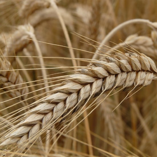 Rye flour